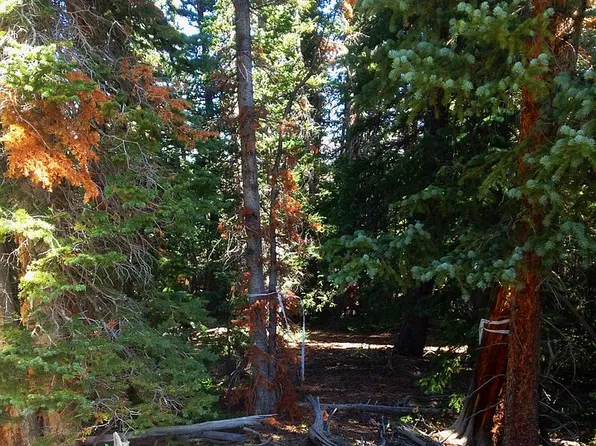 16 Rachels Pl, Fairplay, CO 80440