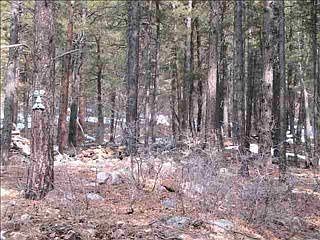 1st image of 386 E Forest Lakes Dr