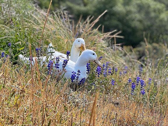 Happy ducks