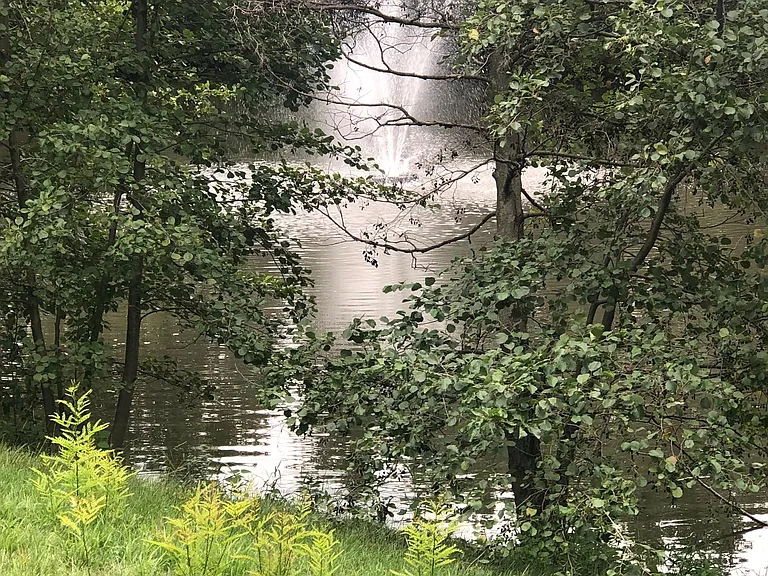 Pond view from home