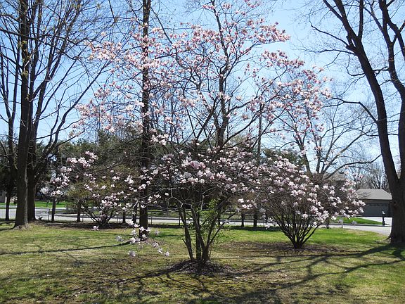Magnolia(front of the house)