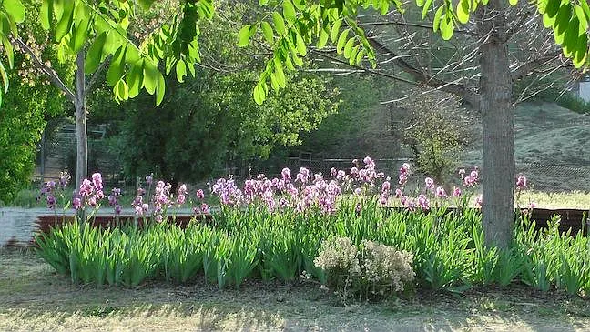 Heritage Iris garden.