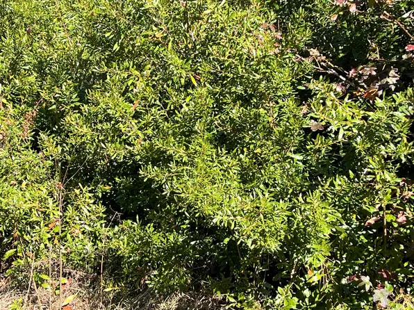 0 Ardwick Rd, Johns Island, SC 29455