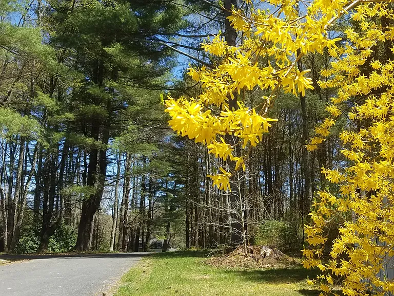 Paved Driveway facing East, to Rt.41 (No. Plain Rd)