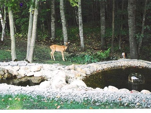 Deer in Yard