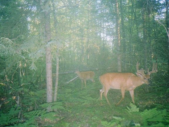 2nd image of 0 Big Musky Rd