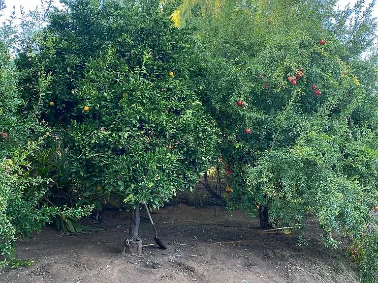 guesthouse views of fruit trees