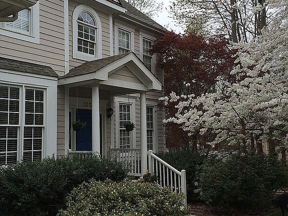 Cherry tree in bloom