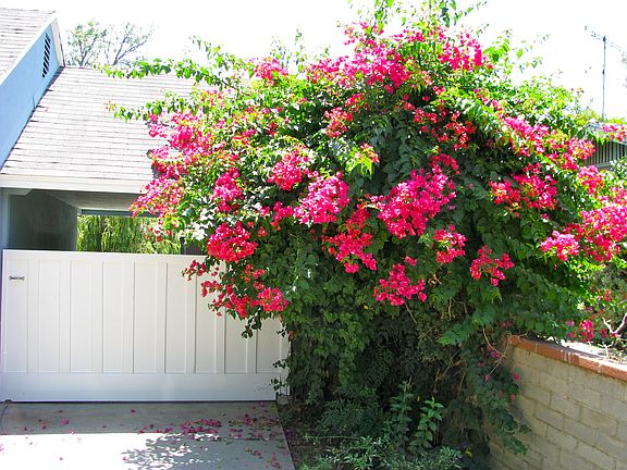 Beautiful bougainvillea
