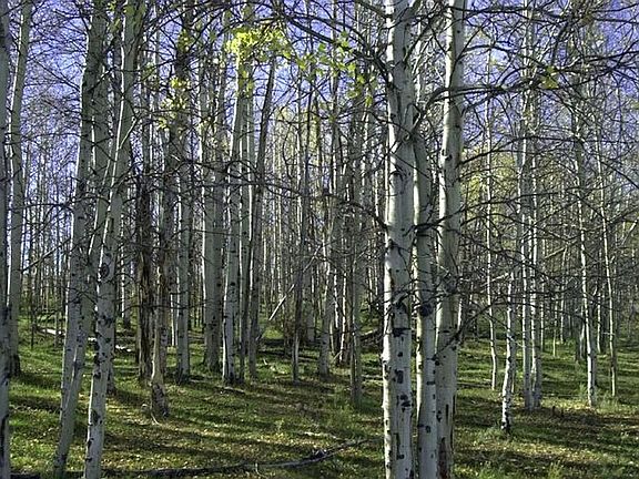 3rd image of TBD County Road 19