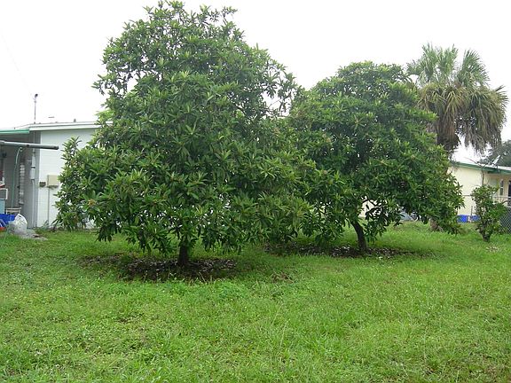 Fruit Trees