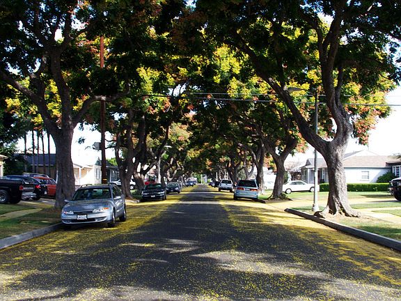 Trees color sync every year