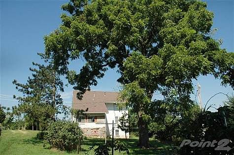 Mature trees in the back yard