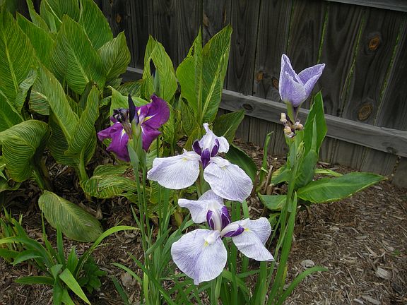 Backyard garden and flowers