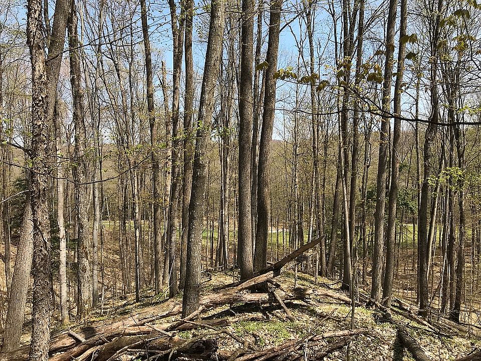 2nd image of 24 Forest Trl