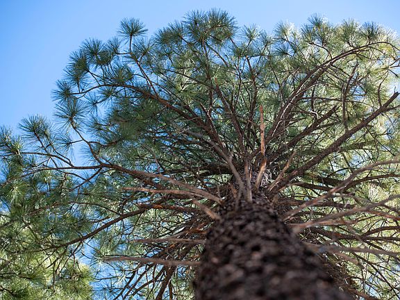 4th image of 7800 Forest Service 122 Rd Tract 9B