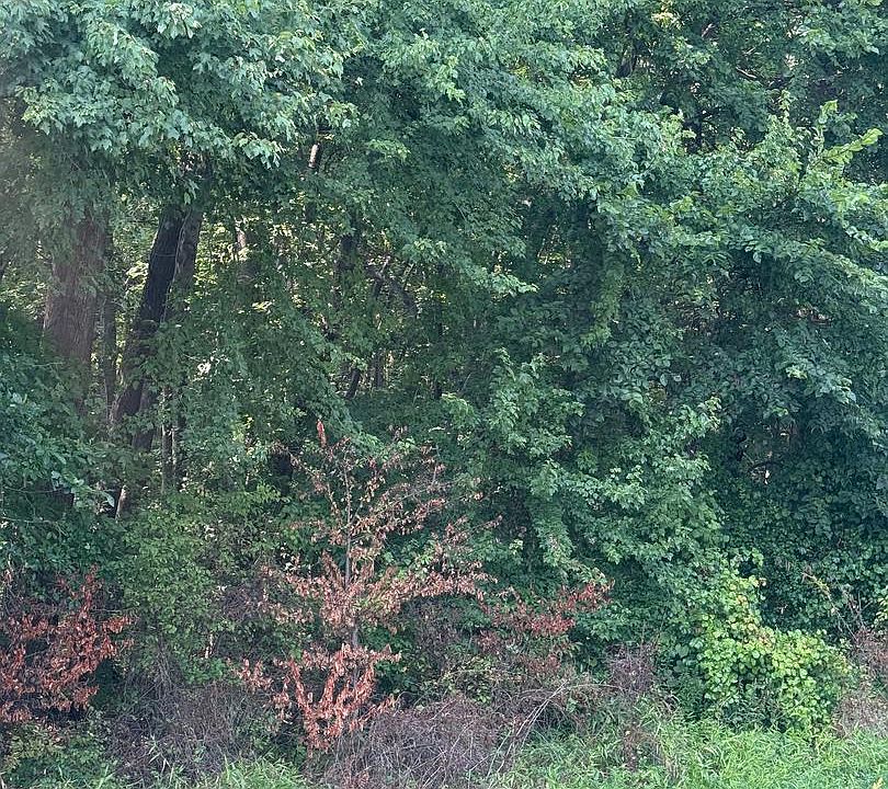 2nd image of PARCEL 38 Goldsboro Rd