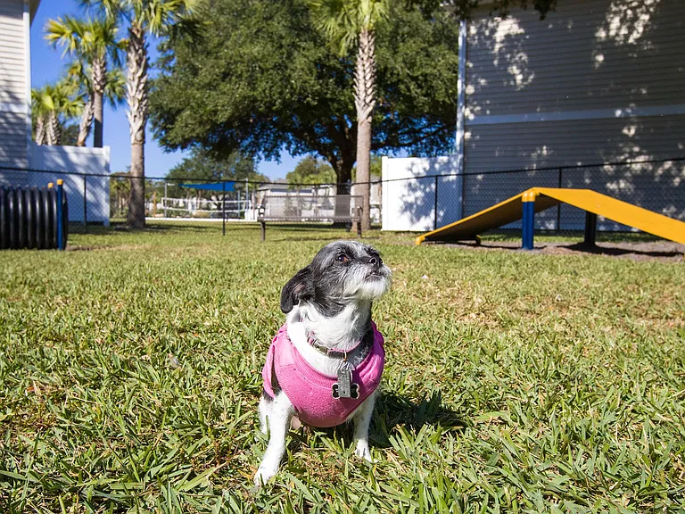 Our pet-friendly community in Brunswick offers an off-leash dog park for your furry friends to play. We welcome large breeds too!