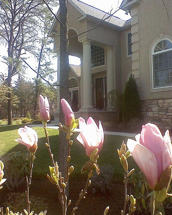 Magnolias bloom in April
