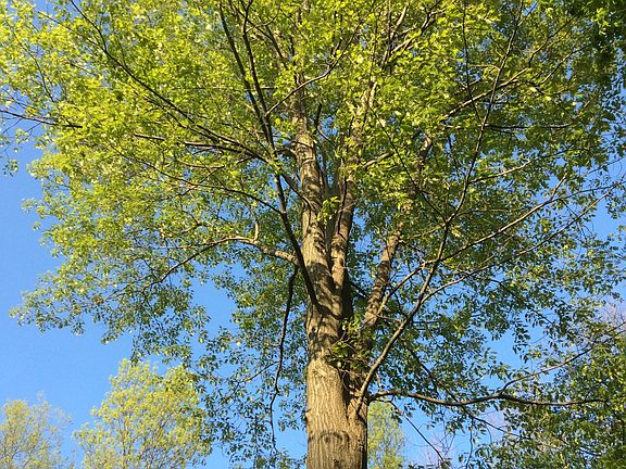Tree budding in spring