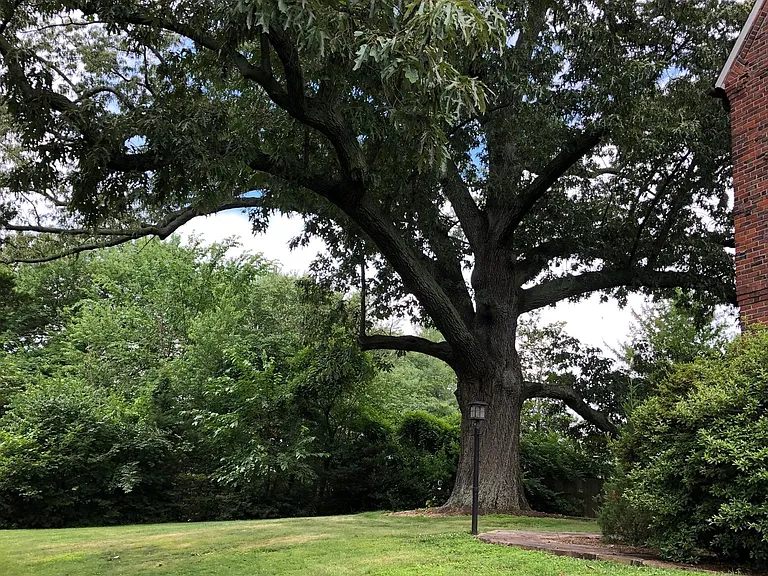 THE oak tree with view of the wrap-around stone pathway. (view from mid-front yard)