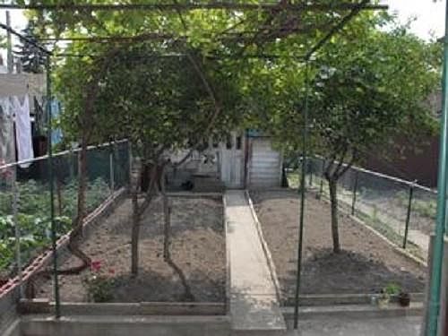 Shared Backyard