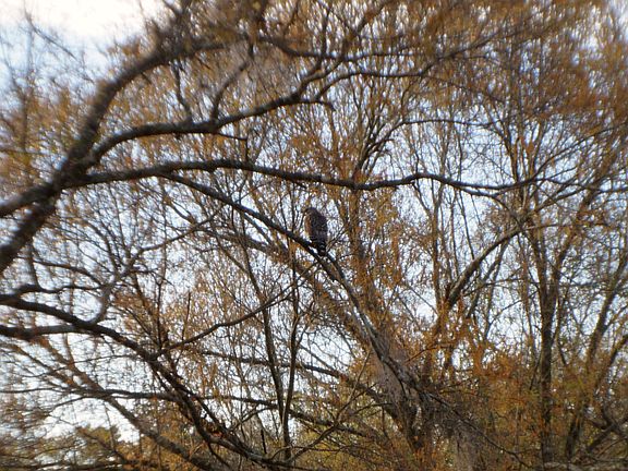 guardian of the yard (Hawk)