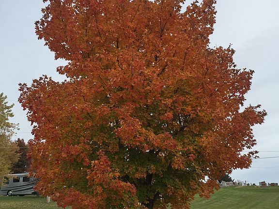 Pacific Sunset Maple - fall 