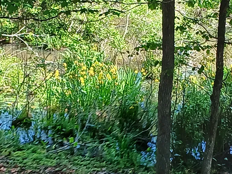 Water lilies along Songbird Creek in the front yard