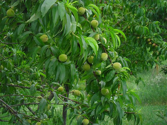 Fruit Trees
