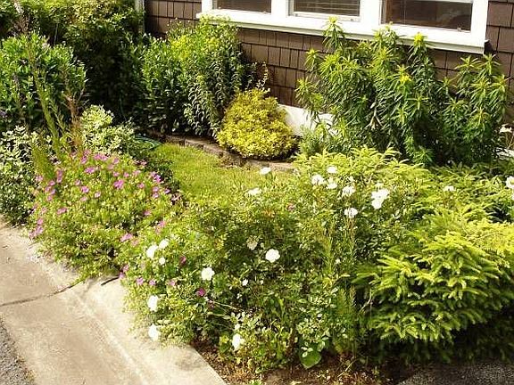 Front Yard
