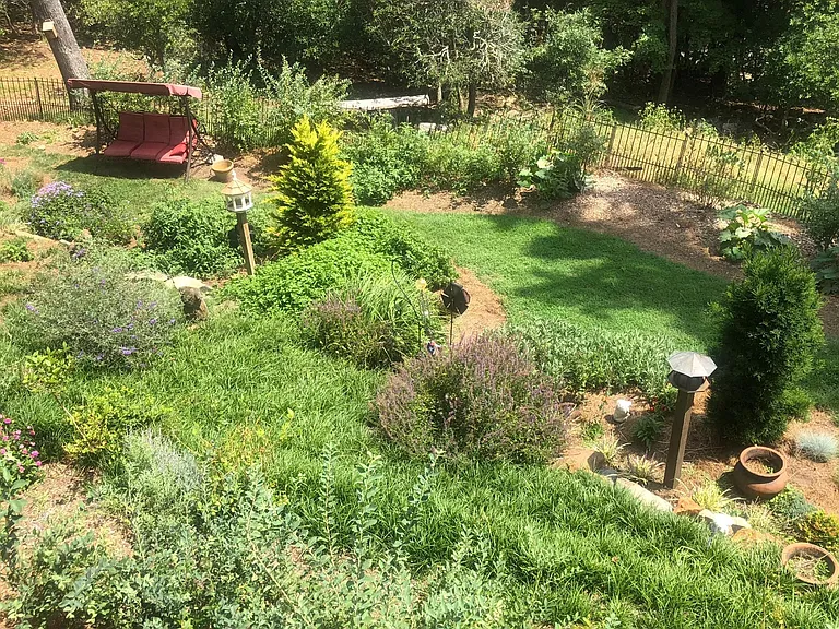 Comes with 30 blueberry plants organic and garden picture for you every morning in this summer
