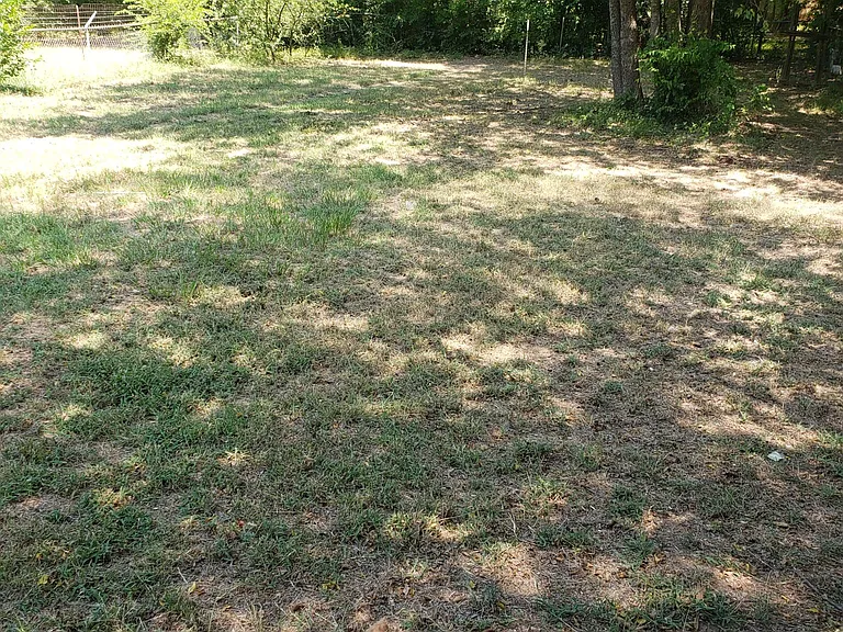 Back yard