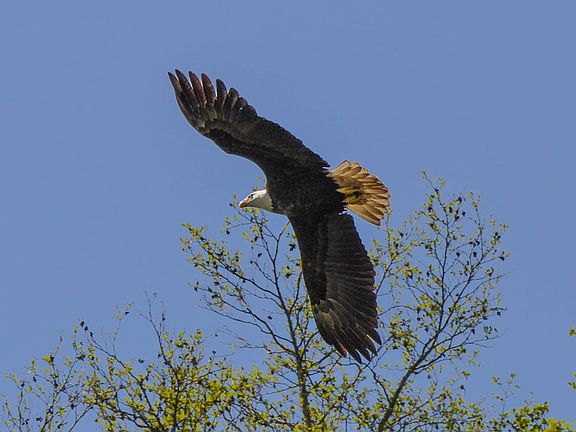 Eagle flying around the yard