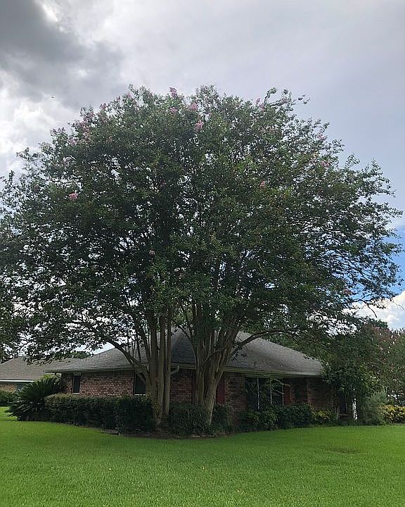 Twin crepe myrtle trees