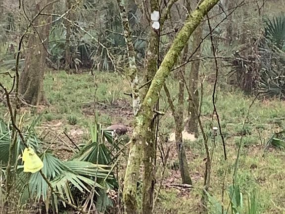 2nd image of Amite Riv