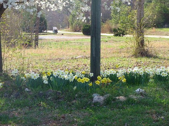 Spring Dafodils