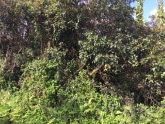 1st image of Kumukahi Rd Lot 52