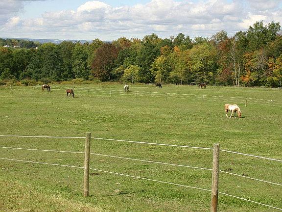 Lower Pasture