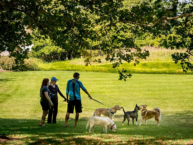 Dog parks throughout local area