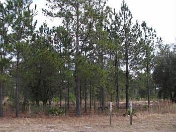 5th image of 1657 Crooked Oak Dr