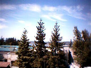 Another View of Surrounding Evergreens from Deck
