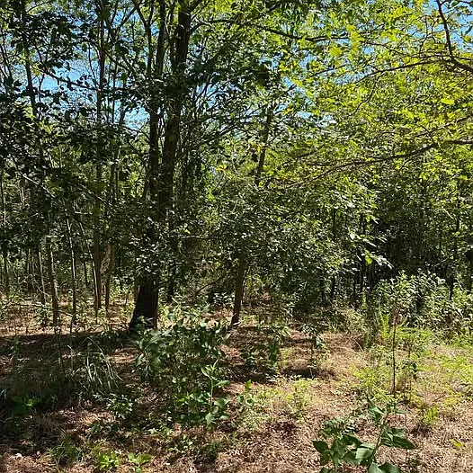 Rackley Mountain Rd, Chester — Photo 3