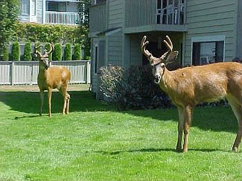5th image of 2802 N Narrows Dr