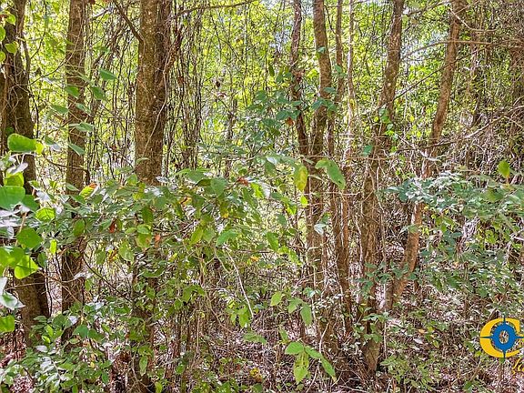 North Litroe Land For Sale In Louisiana 10
