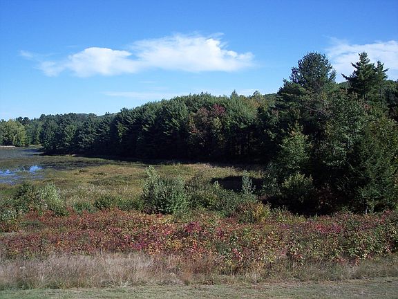 View of pond. Wildlife views
