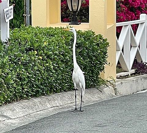 A friend at SeaView