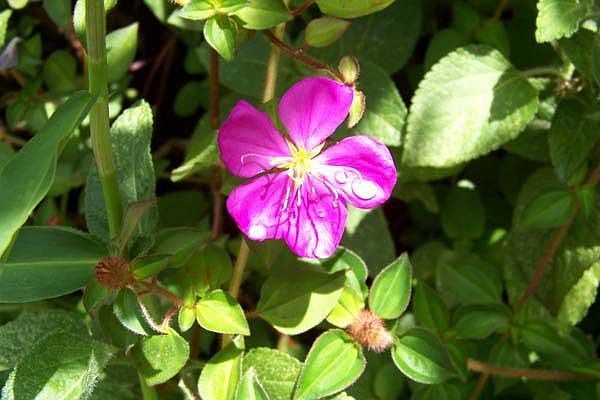 In Hawaii color comes 365 days a year in all shapes and sizes.