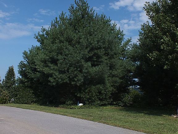 3rd image of 334 Panoramic Dr