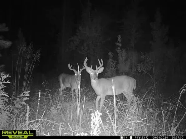 0 Olympia Lewis Rd, Mc Call Creek, MS 39647